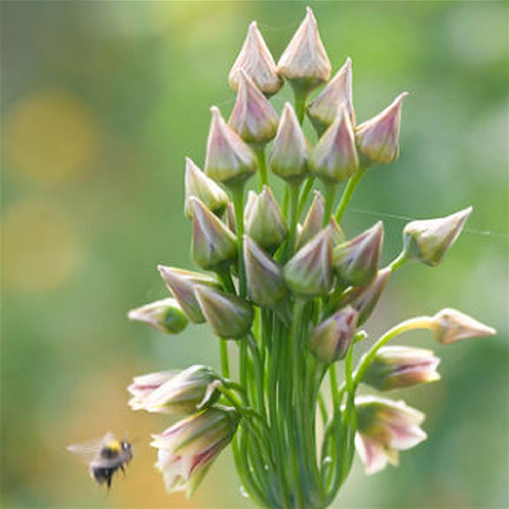 Allium - Siculum Nectaroscordum