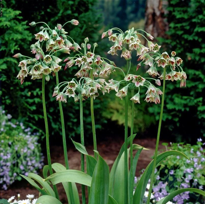 Allium - Siculum Nectaroscordum