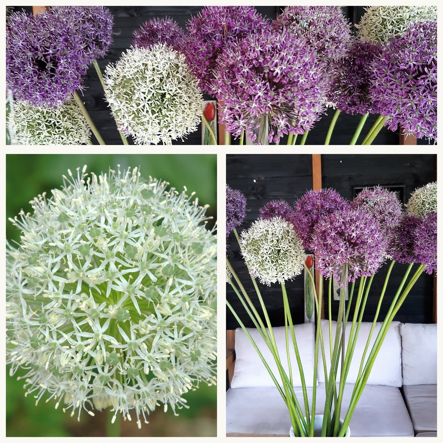Allium - Stipitatum Mixed - Free with every order