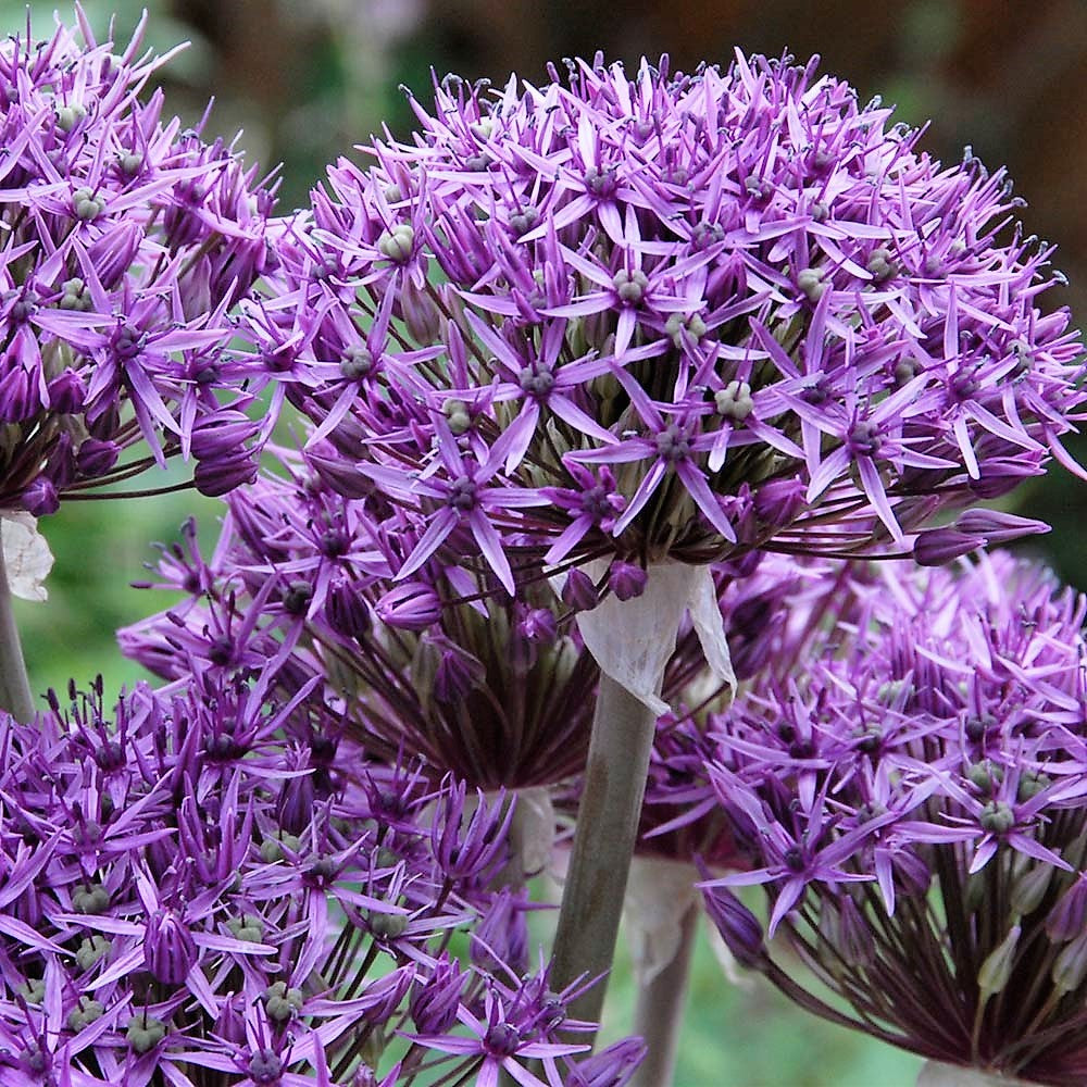 Allium - Stipitatum Mixed