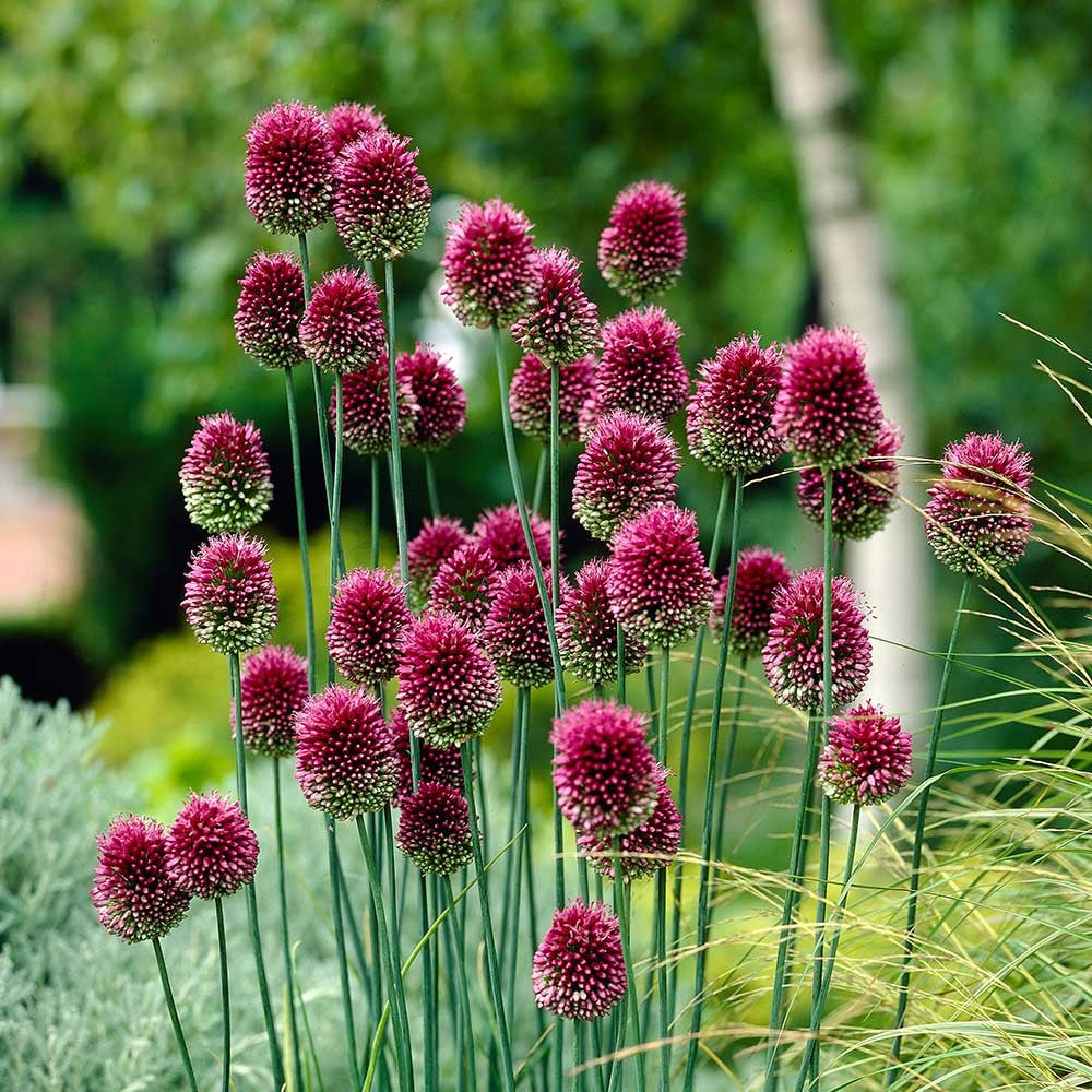 Allium Purple Sensation & Allium Sphaerocephalon (Drumstick) - Beautiful Allium Combo