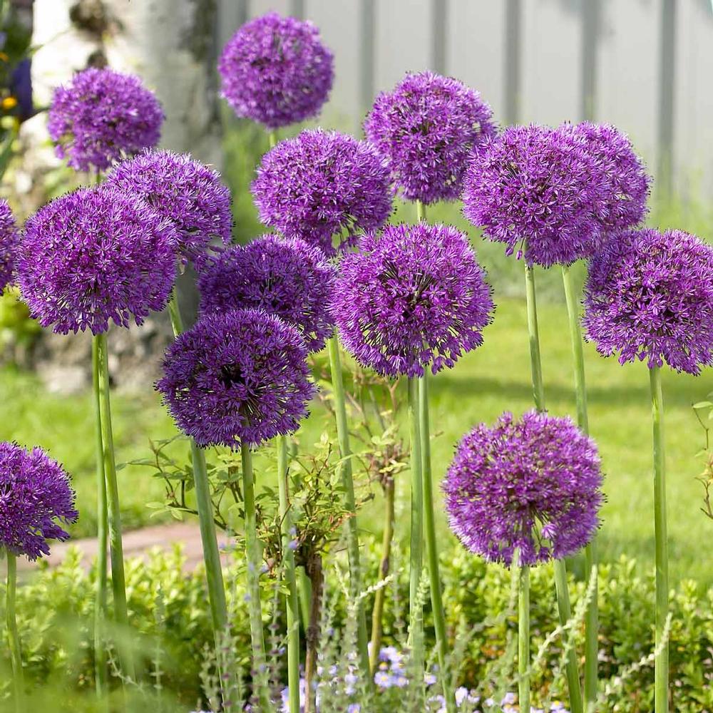 Allium Purple Sensation & Allium Sphaerocephalon (Drumstick) - Beautiful Allium Combo