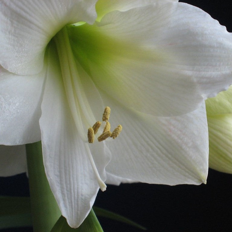 Amaryllis (Hippeastrum) - White Mountain