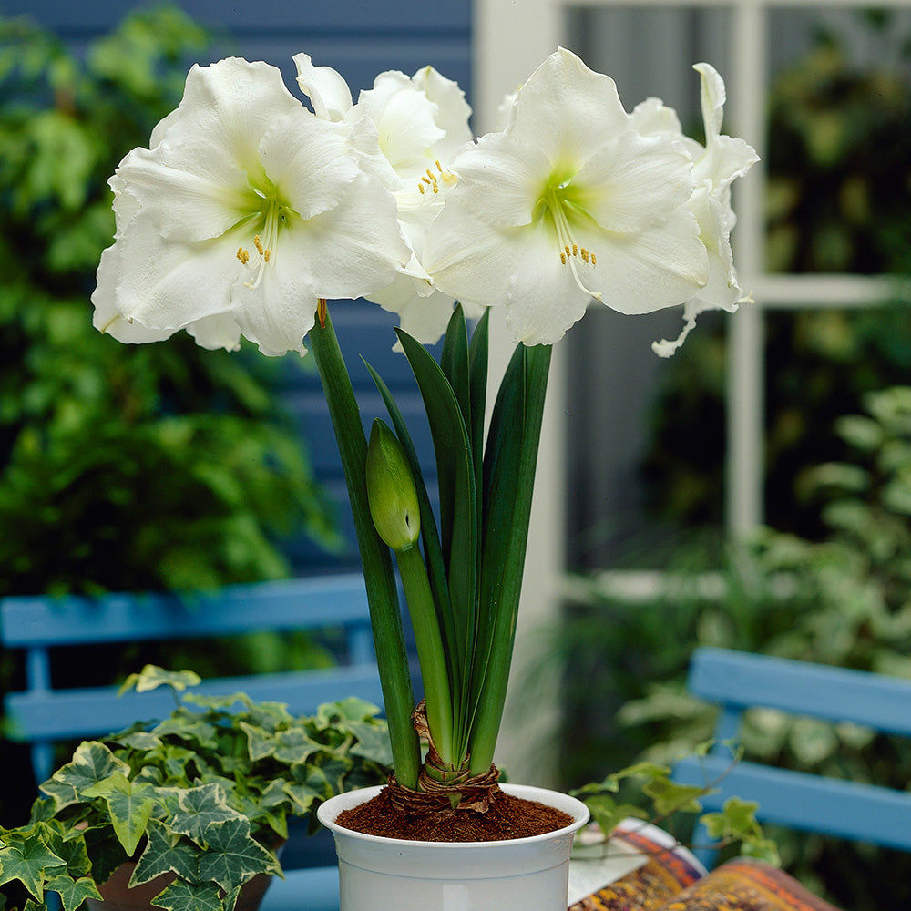 Amaryllis (Hippeastrum) - White Mountain