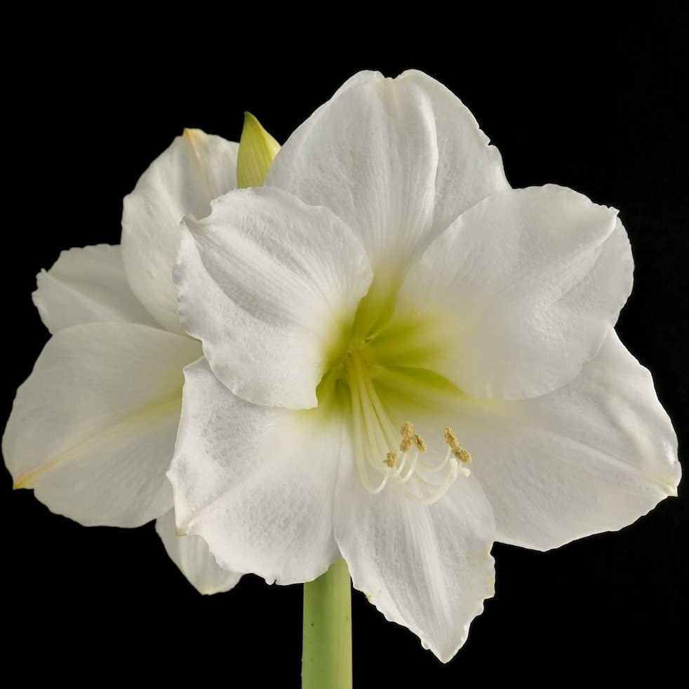 Amaryllis (Hippeastrum) - White Mountain