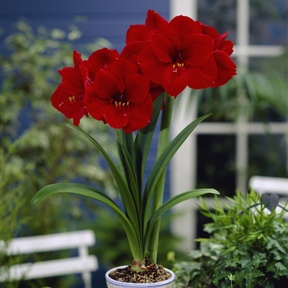 Amaryllis (Hippeastrum) - Red Lion