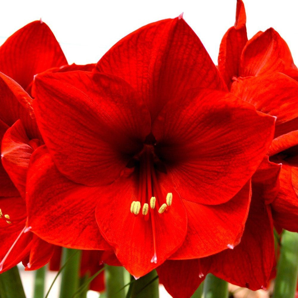 Amaryllis (Hippeastrum) - Red Lion