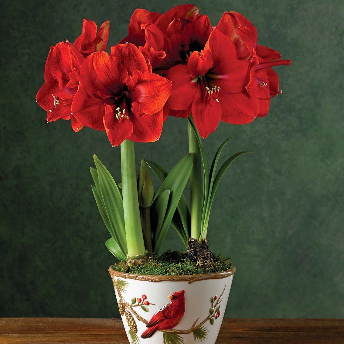 Amaryllis (Hippeastrum) - Red Lion