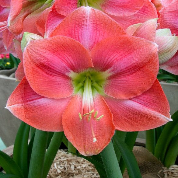 Amaryllis (Hippeastrum) - Rosalie