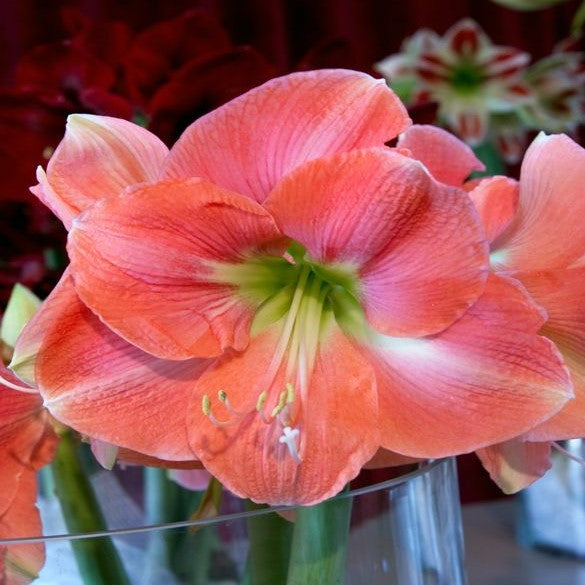 Amaryllis (Hippeastrum) - Rosalie