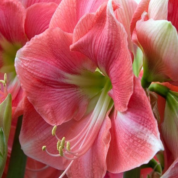 Amaryllis (Hippeastrum) - Rosalie