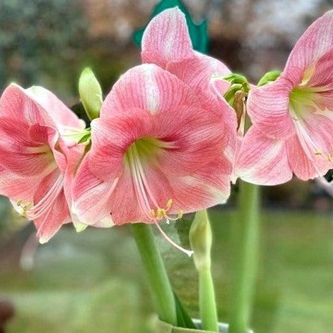 Amaryllis (Hippeastrum) - Rosalie