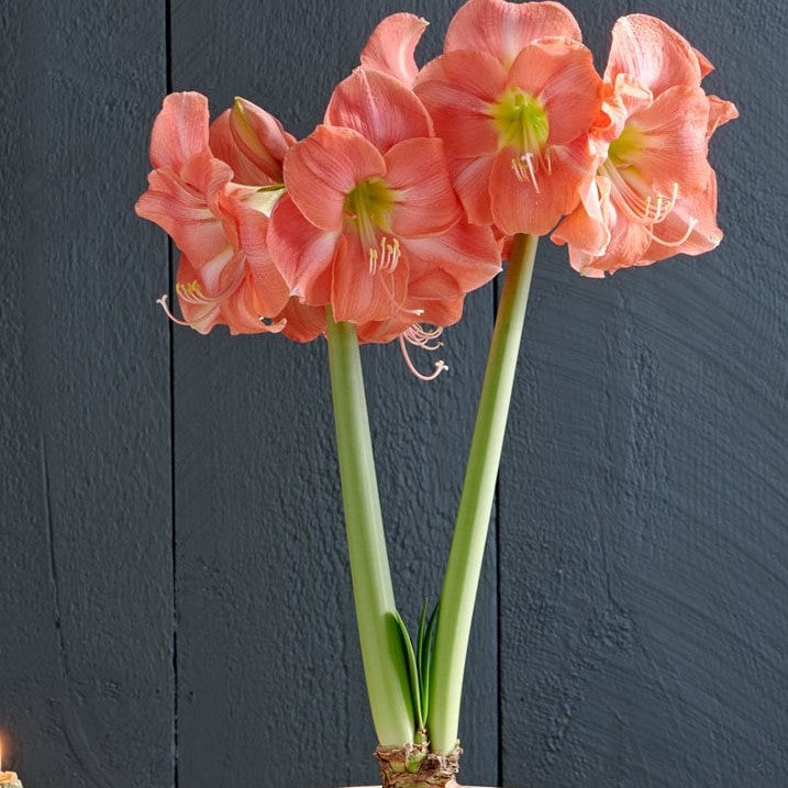 Amaryllis (Hippeastrum) - Rosalie