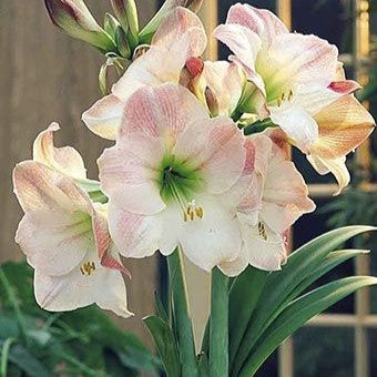 Amaryllis (Hippeastrum) - Cherry Blossom