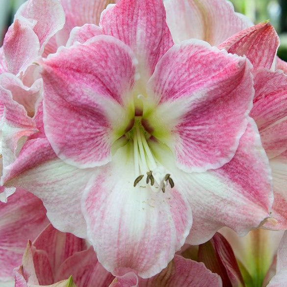 Amaryllis (Hippeastrum) - Cherry Blossom