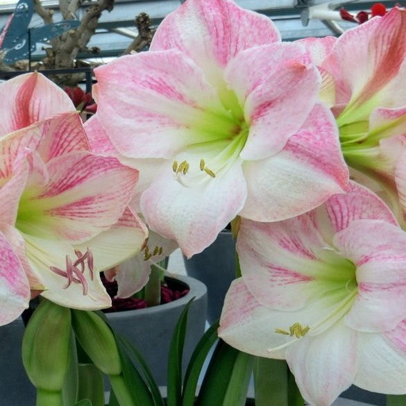 Amaryllis (Hippeastrum) - Cherry Blossom