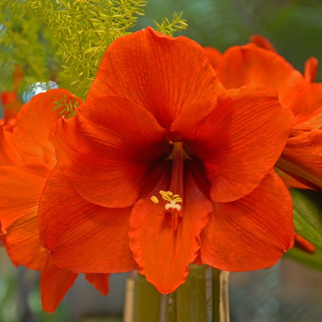 Amaryllis (Hippeastrum) - Orange Souvereign