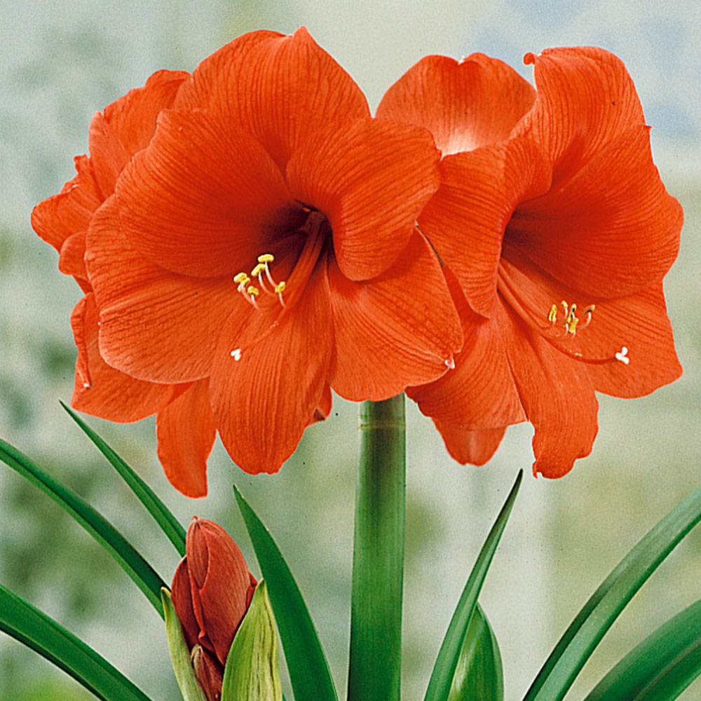 Amaryllis (Hippeastrum) - Orange Souvereign