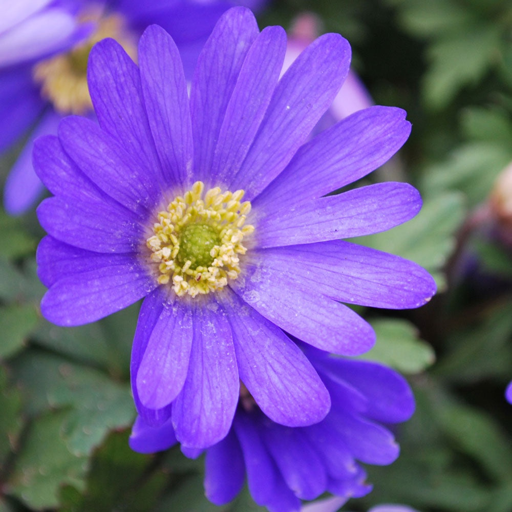 Anemone - Blanda Blue Shade