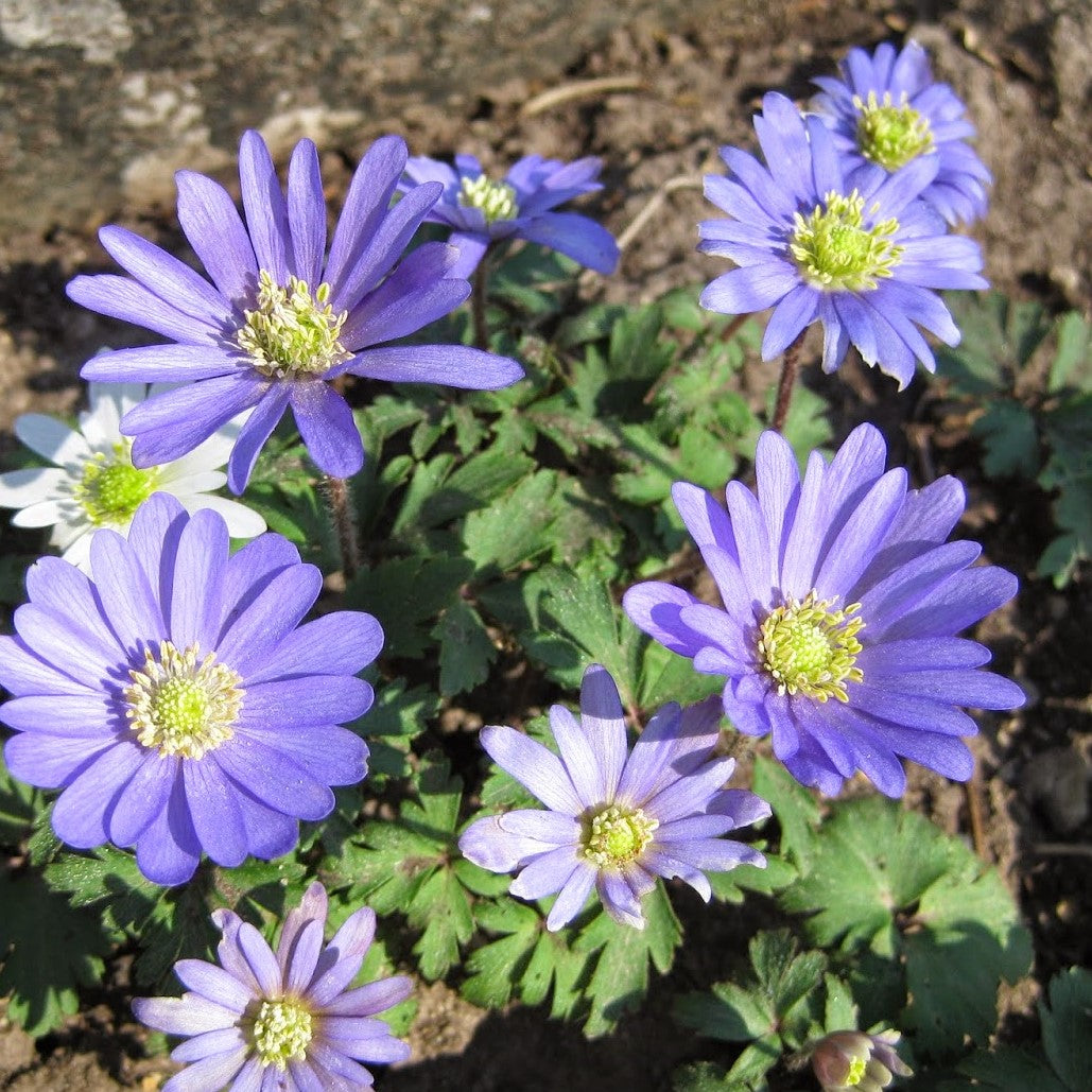 Anemone - Blanda Blue Shade