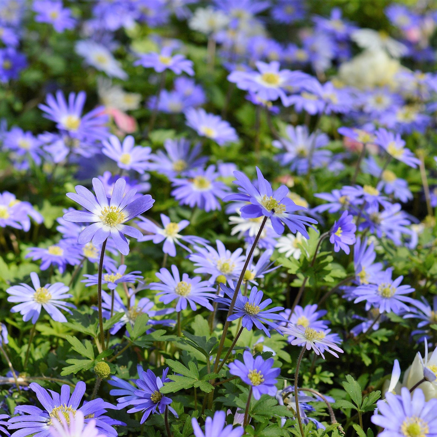 Anemone - Blanda Blue Shade