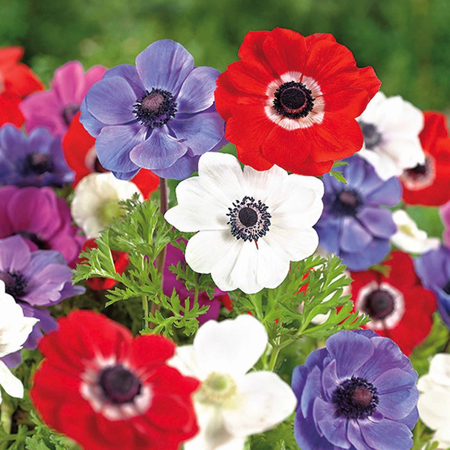 Anemone De Caen - Mixed