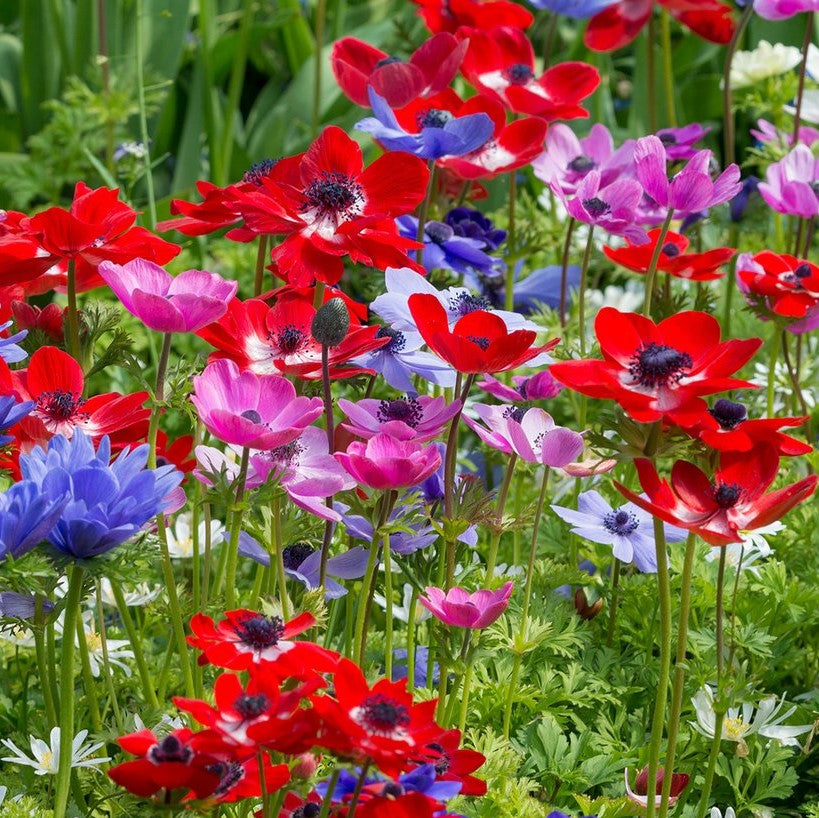 Anemone De Caen - Mixed