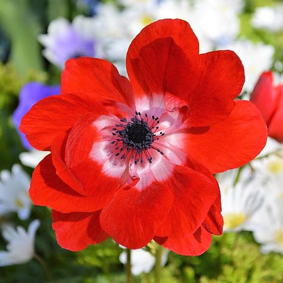 Anemone De Caen - Hollandia