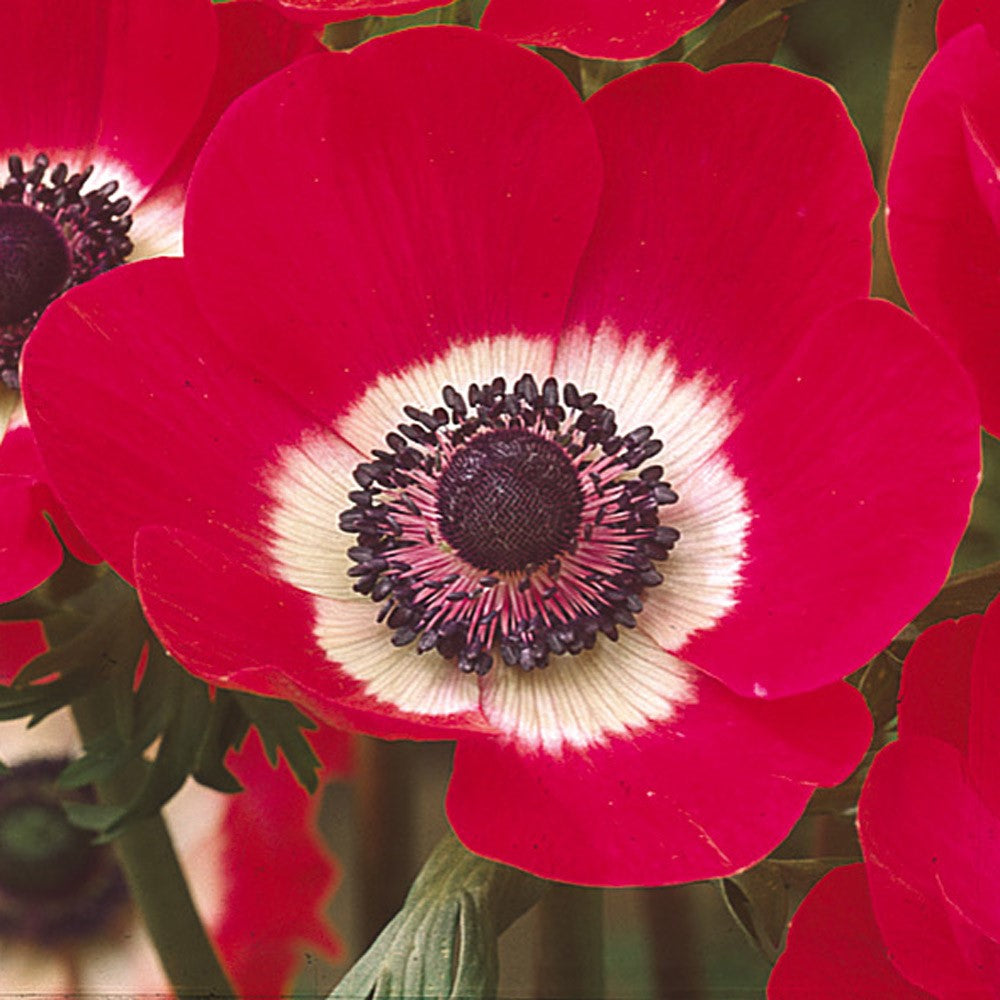 Anemone De Caen - Hollandia