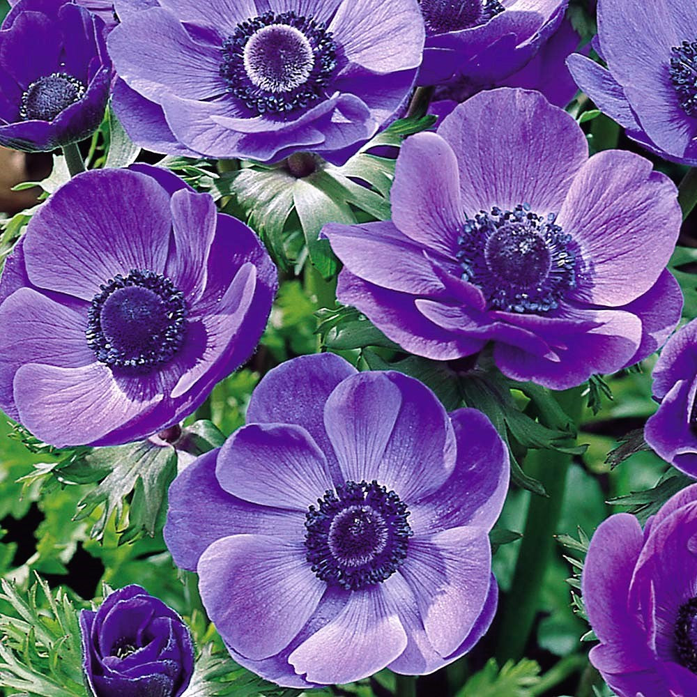 Anemone Coronaria De Caen - Mr Fokker