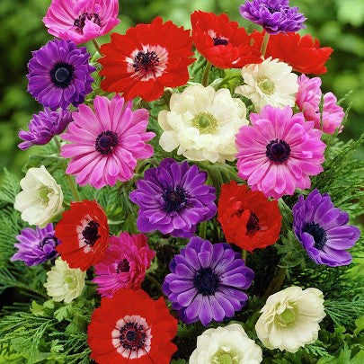 Anemone - St Brigid Mixed