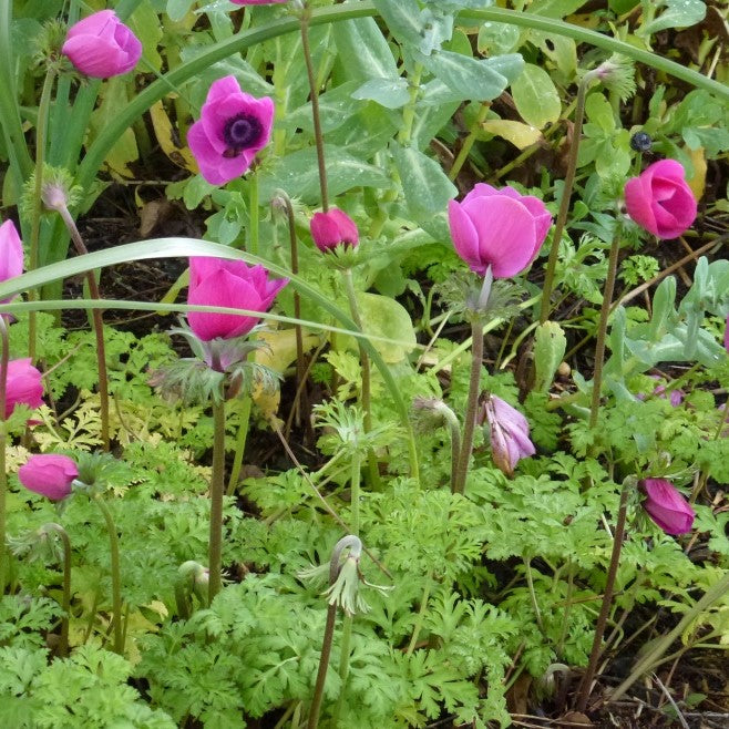 Anemone Coronaria De Caen - Sylphide