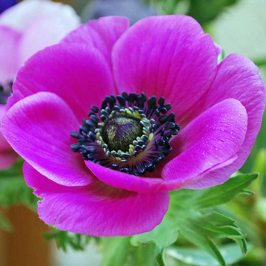 Anemone Coronaria De Caen - Sylphide