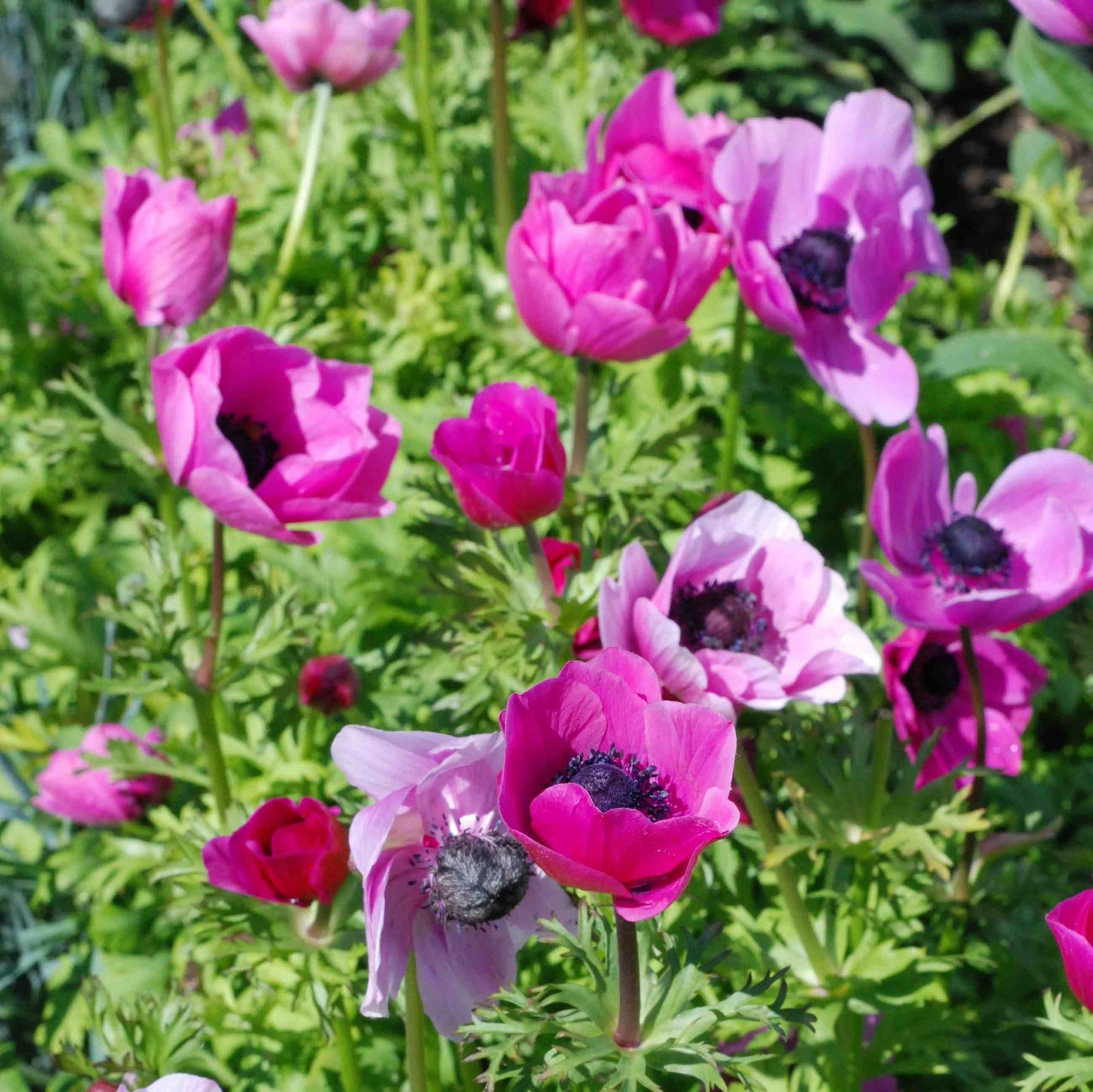 Anemone Coronaria De Caen - Sylphide