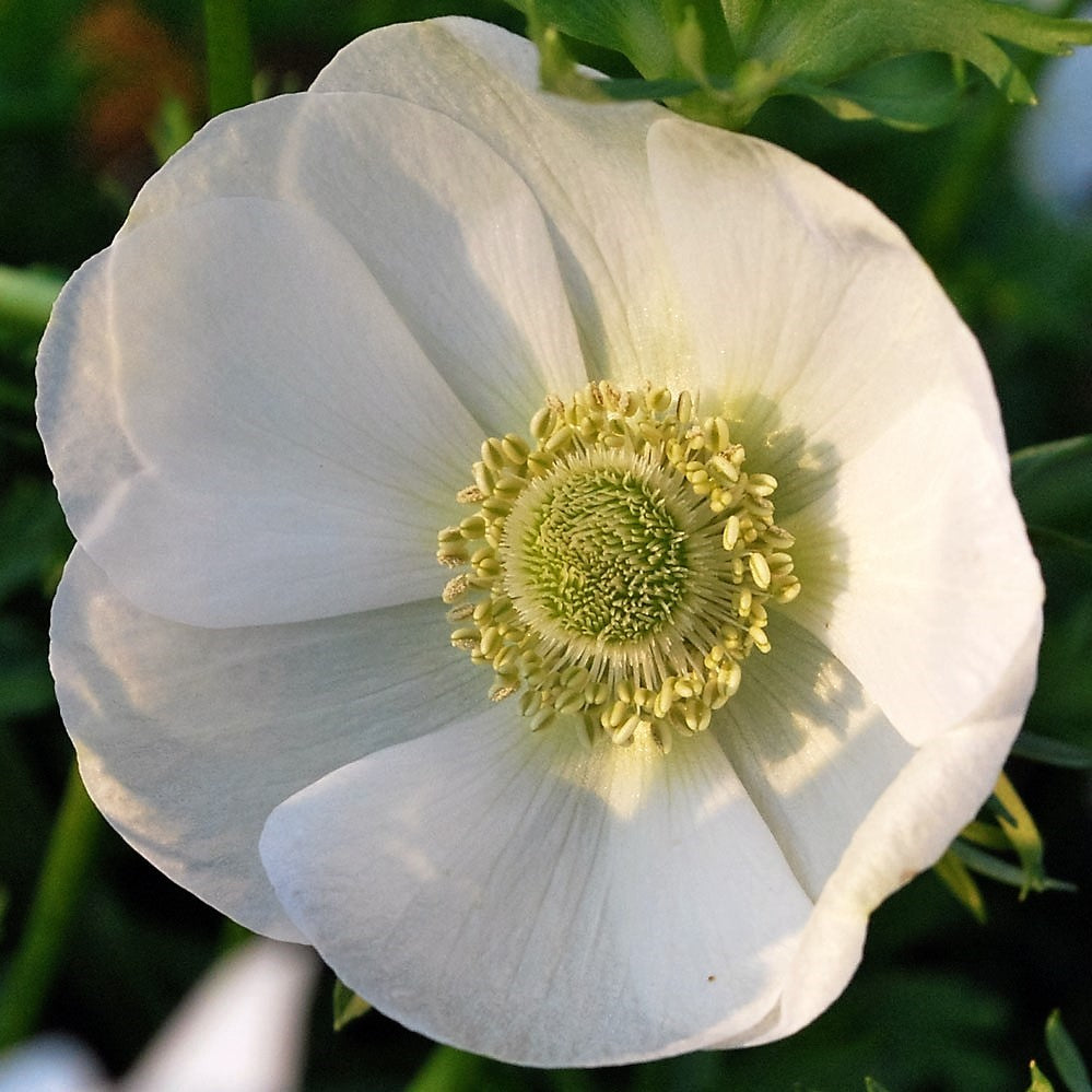 Anemone De Caen - The Bride