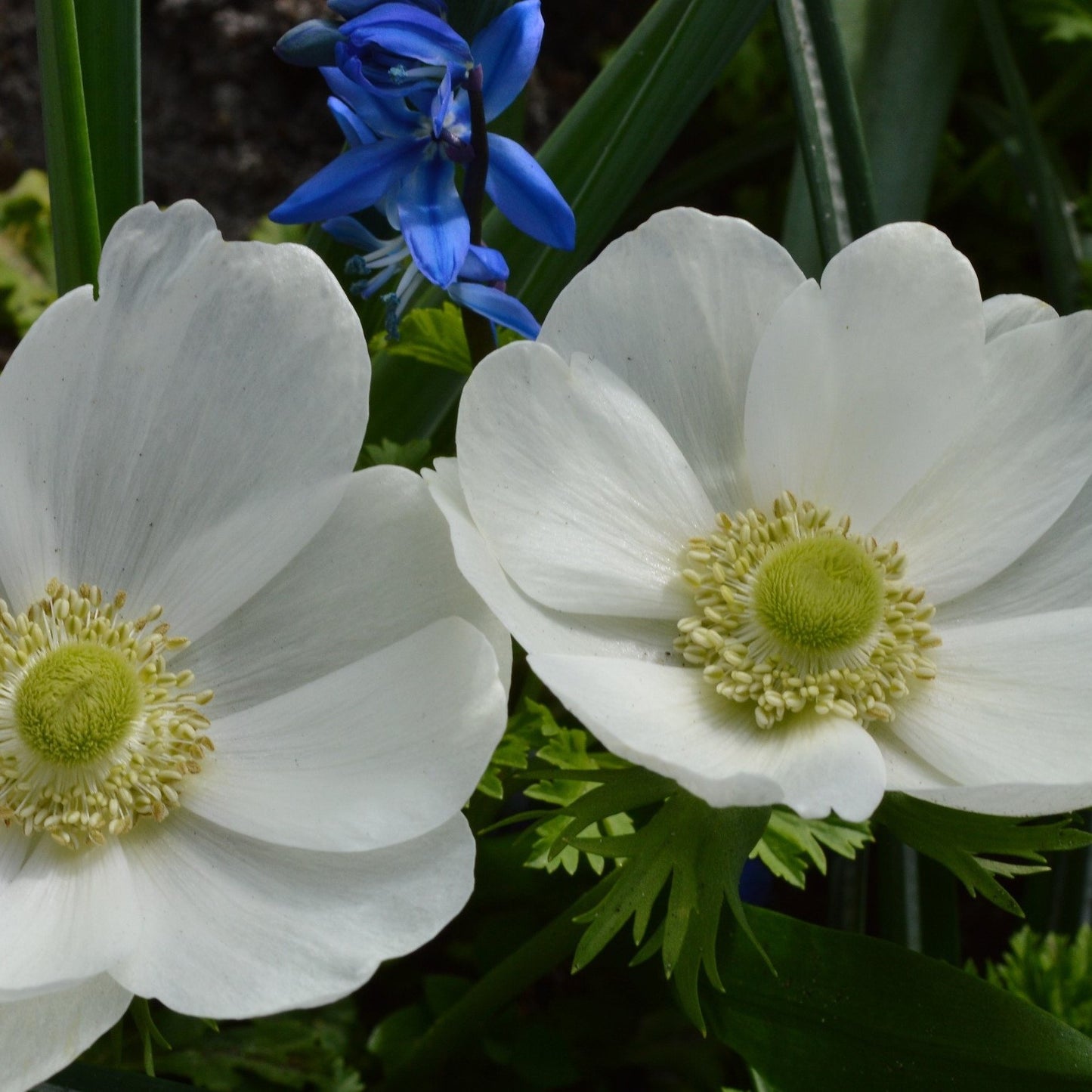 Anemone De Caen - The Bride