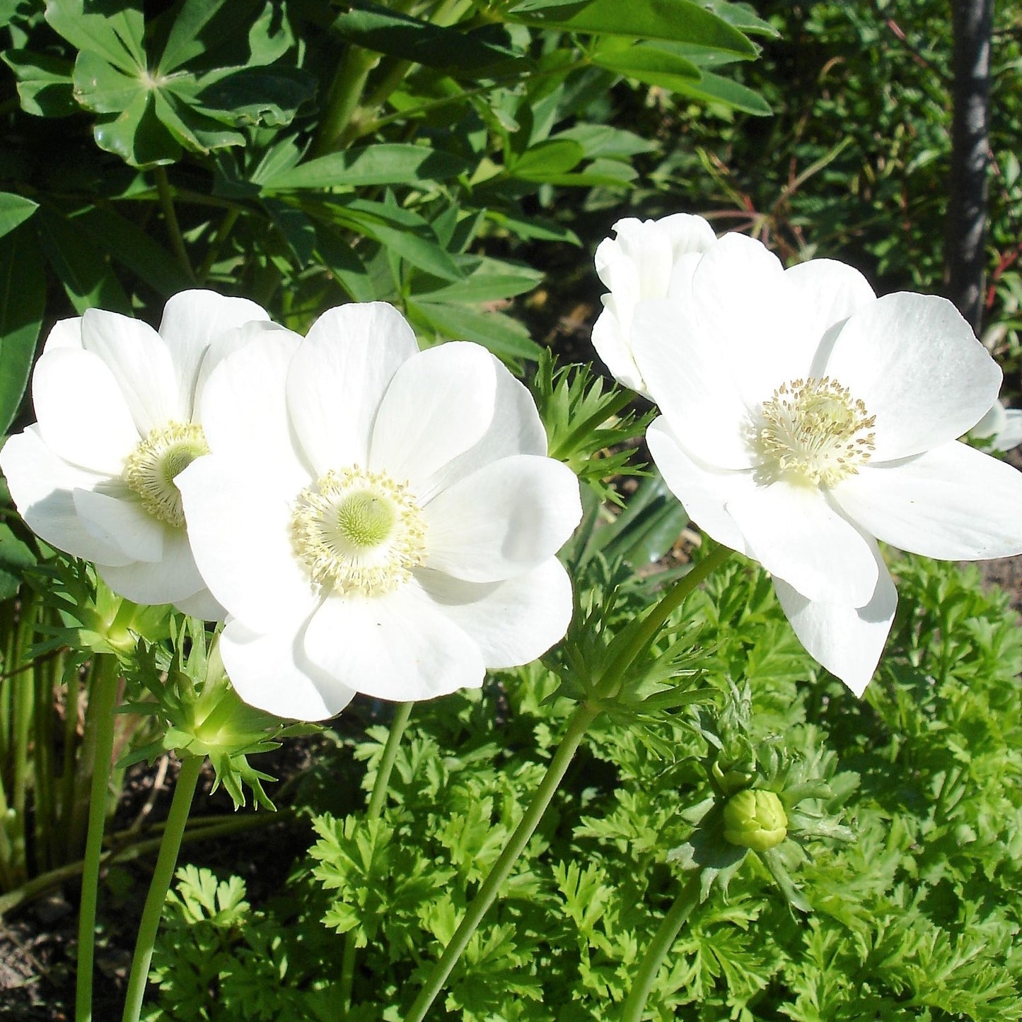 Anemone De Caen - The Bride