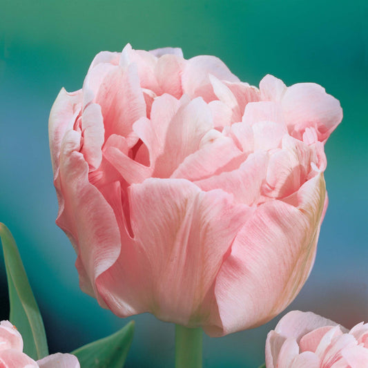 Tulip - Angelique