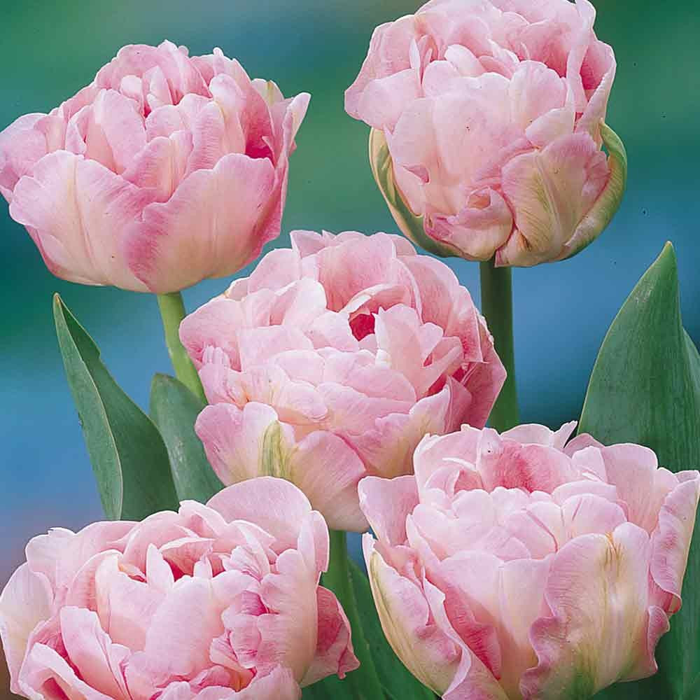 Tulip - Angelique