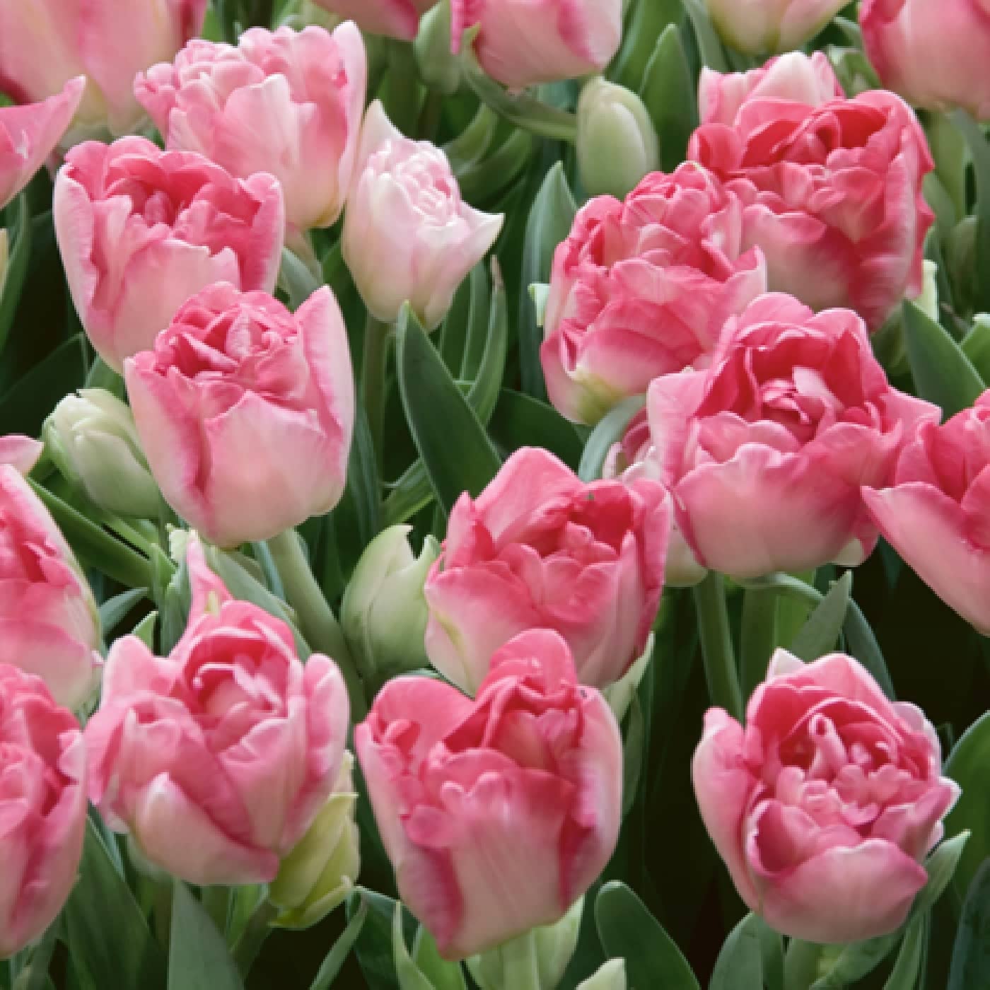 Tulip - Angelique