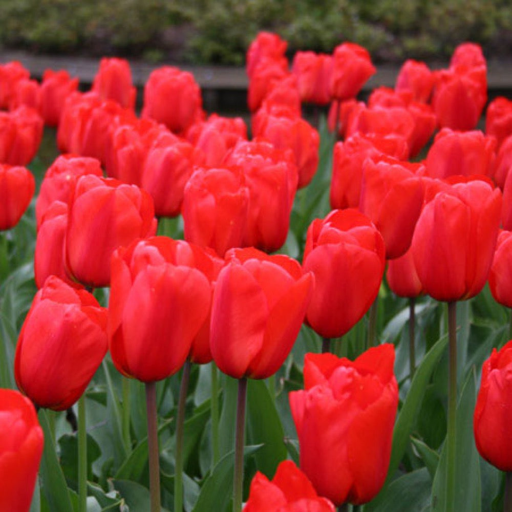 Tulip - Apeldoorn