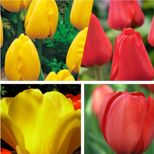 Tulip - Red / Golden Apeldoorn Collection