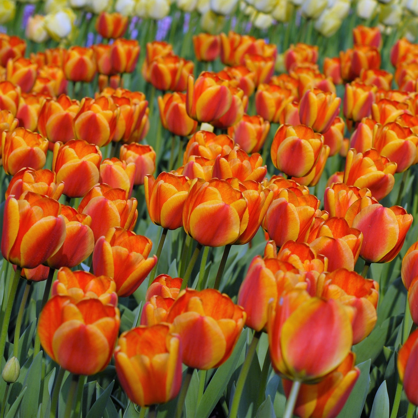 Tulip - Apeldoorn Elite