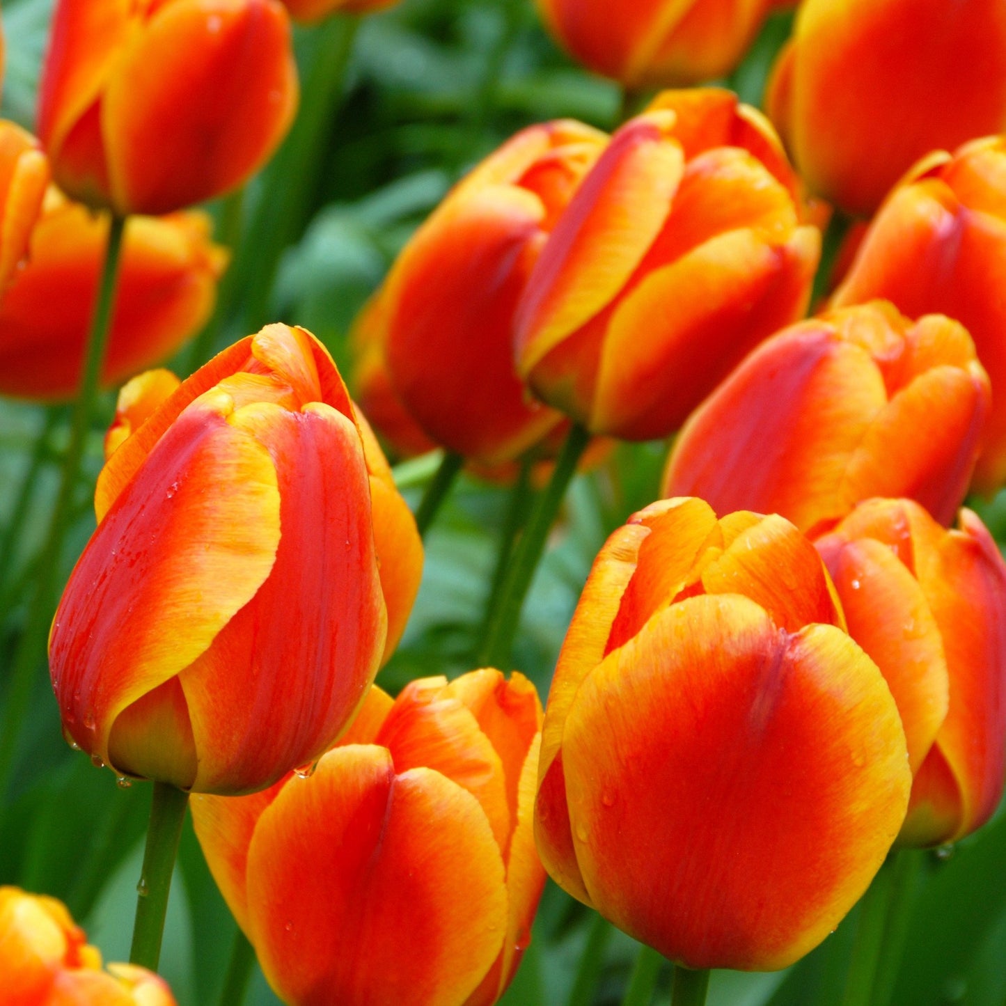 Tulip - Apeldoorn Elite