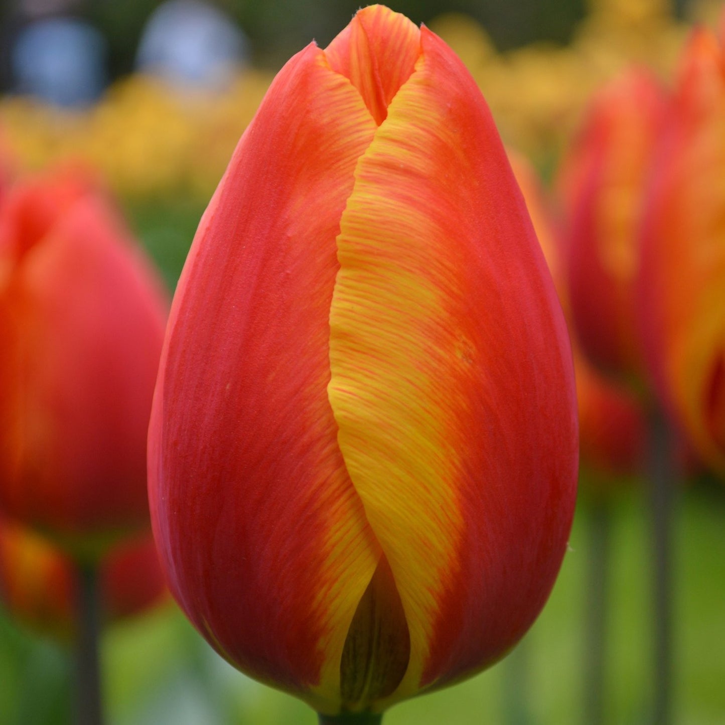 Tulip - Apeldoorn Elite