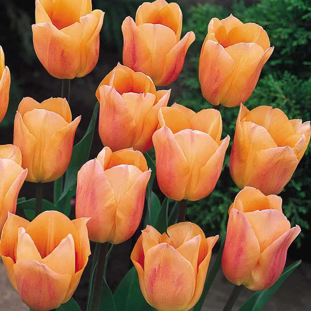 Tulip - Apricot Beauty