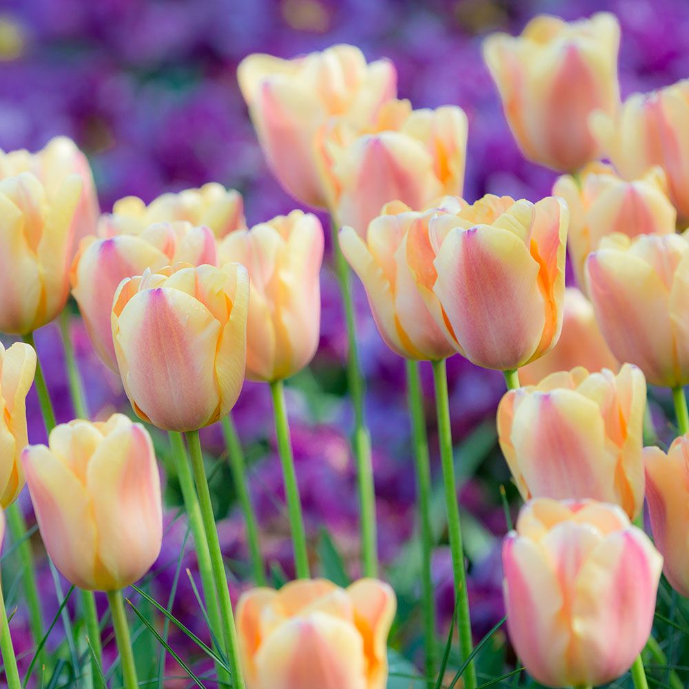 Tulip - Apricot Fox