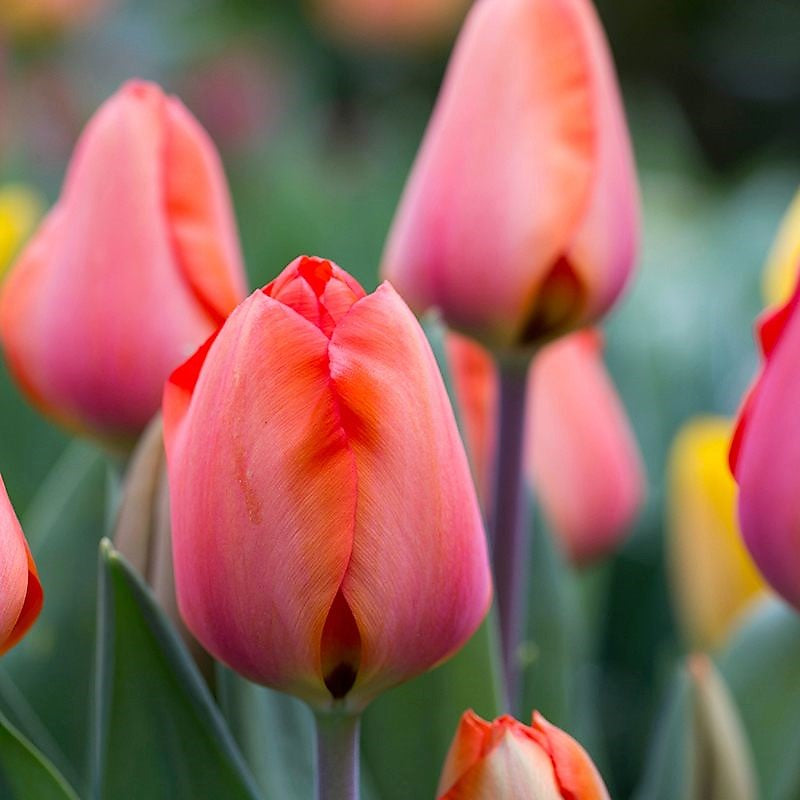 Tulip - Apricot Impression