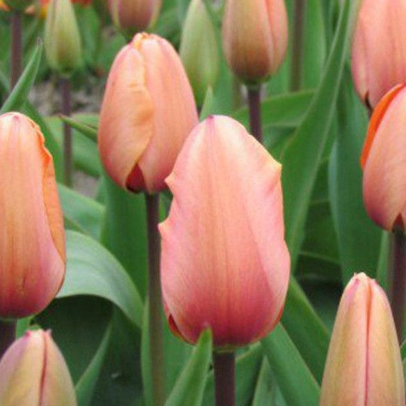 Tulip - Apricot Impression