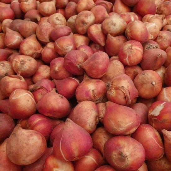 Tulip - Apricot Impression